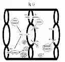 Fig. 14 - Methods for treatment of thiol-containing compound deficient conditions