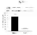 Fig. 19 - Methods for treatment of thiol-containing compound deficient conditions