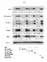 Fig. 09 - Modulators of development of adipocyte and cancer cells
