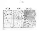Fig. 47 - Modulators of development of adipocyte and cancer cells