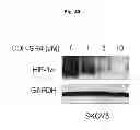 Fig. 53 - Modulators of development of adipocyte and cancer cells