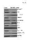 Fig. 71 - Modulators of development of adipocyte and cancer cells