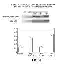 Fig. 06 - SirT INHIBITORS THAT BIND TO NAD