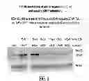 Fig. 07 - SirT INHIBITORS THAT BIND TO NAD