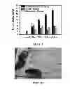 Fig. 11 - Small molecule xanthine oxidase inhibitors and methods of use