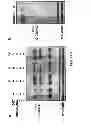 Fig. 09 - Diphosphate mimetics and uses thereof