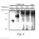 Fig. 06 - Methods and compositions for controlling efficacy of RNA silencing