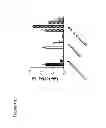 Fig. 11 - Oligonucleotide Inhibitors with Chimeric Backbone and 2-Amino-2'-Deoxyadenosine