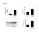Fig. 23 - Methods of modulating MicroRNAs in the treatment of pulmonary arterial hypertension