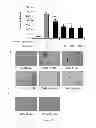 Fig. 06 - Methods for treating inflammatory conditions and states, and cancers by antagonizing NF-κB activation