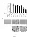 Fig. 07 - Methods for treating inflammatory conditions and states, and cancers by antagonizing NF-κB activation