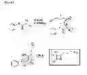 Fig. 02 - Beta-lactones as antibacterial agents