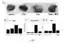 Fig. 06 - USES OF AND METHODS OF TREATMENT WITH CYSTATHIONINE