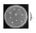 Fig. 08 - Rosin-derived cationic compounds and polymers