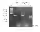 Fig. 06 - Method for determining an unknown PNA sequence and uses thereof
