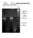 Fig. 07 - Method for determining an unknown PNA sequence and uses thereof