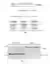 Fig. 02 - Designer collagens and use thereof
