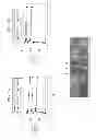 Fig. 11 - Designer collagens and use thereof