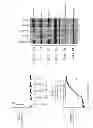 Fig. 13 - Designer collagens and use thereof