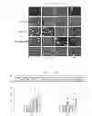 Fig. 25 - Designer collagens and use thereof