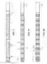 Fig. 04 - Multi-array monophasic potential medical device