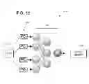 Fig. 11 - IN VIVO DETECTION OF EOSINOPHILS