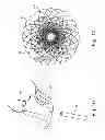 Fig. 07 - Collapsible Medical Closing Device, A Method And A Medical System For Delivering An Object