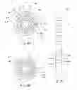 Fig. 09 - Systems and methods of forming contact assemblies for leads of electrical stimulation systems