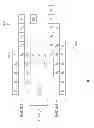 Fig. 02 - RAID surveyor
