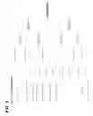 Fig. 02 - Pea cultivar FP2311