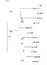 Fig. 07 - POLYSACCHARIDE SYNTHASES (H)