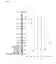 Fig. 08 - POLYSACCHARIDE SYNTHASES (H)