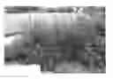 Fig. 01 - Callistemon viminalis plant named 'CC19'