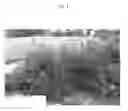 Fig. 02 - Callistemon viminalis plant named 'CC19'