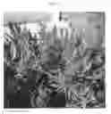 Fig. 03 - Callistemon viminalis plant named 'CC19'