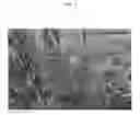 Fig. 04 - Callistemon viminalis plant named 'CC19'