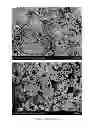 Fig. 04 - COMPOSITIONS AND METHODS FOR SUSTAINED RELEASE OF AGRICULTURAL MACRONUTRIENTS