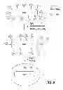 Fig. 09 - Ceramic composition having dispersion of nano-particles therein and methods of fabricating same