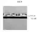 Fig. 07 - Thin film transistor, thin film transistor array panel including the same, and method of manufacturing the same