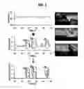 Fig. 04 - METHOD OF CONVERTING AUDIO SIGNAL TO HAPTIC SIGNAL AND APPARATUS THEREOF