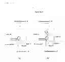 Fig. 09 - Apparatus for analyzing elements in liquid with controlled amount of gas supply for plasma generation