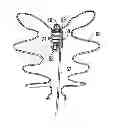 Fig. 01 - Illumination device for a balloon