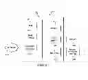 Fig. 04 - System and method for UE fountain relay based network
