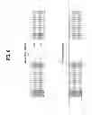 Fig. 07 - METHOD AND APPARATUS FOR ACQUIRING SYNCHRONIZATION IN RADIO COMMUNICATION SYSTEM