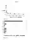 Fig. 06 - Integrin targeting agents and in-vivo and in-vitro imaging methods using the same