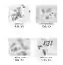 Fig. 05 - Anti-nucleolin agent-conjugated nanoparticles