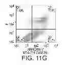 Fig. 13 - Anti-nucleolin agent-conjugated nanoparticles