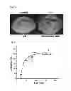 Fig. 08 - MAGNETIC RESONANCE IMAGING T2 CONTRAST MEDIUM FOR CELL CONTRASTING, AND METHOD FOR MANUFACTURING SAME