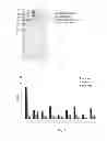 Fig. 08 - IL-12 immunoconjugate