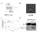 Fig. 01 - METHOD OF TREATING ISCHEMIC DISORDERS